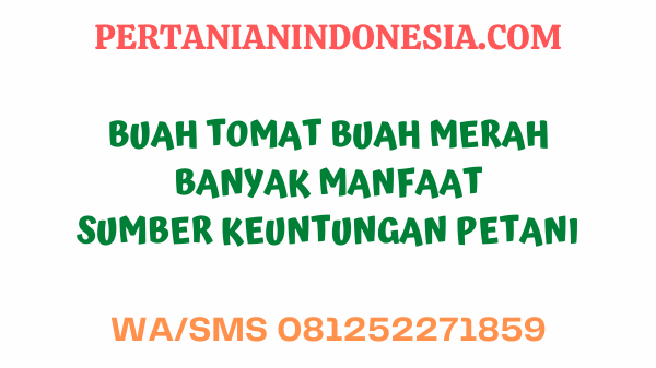 Buah Tomat, Buah Merah Banyak Manfaat Sumber Keuntungan Petani